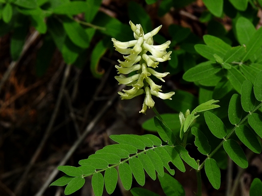 {Astragalus canadensis}